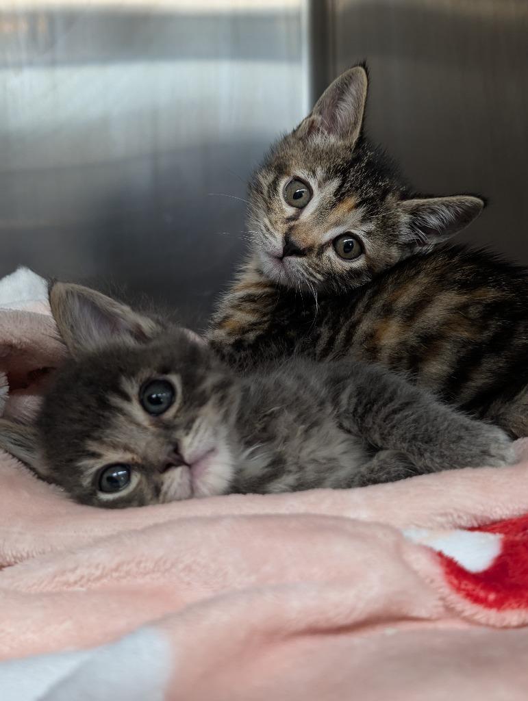 Stewie (and Missy), a Adoptable mixed breed in Shoreline, WA image 3/6