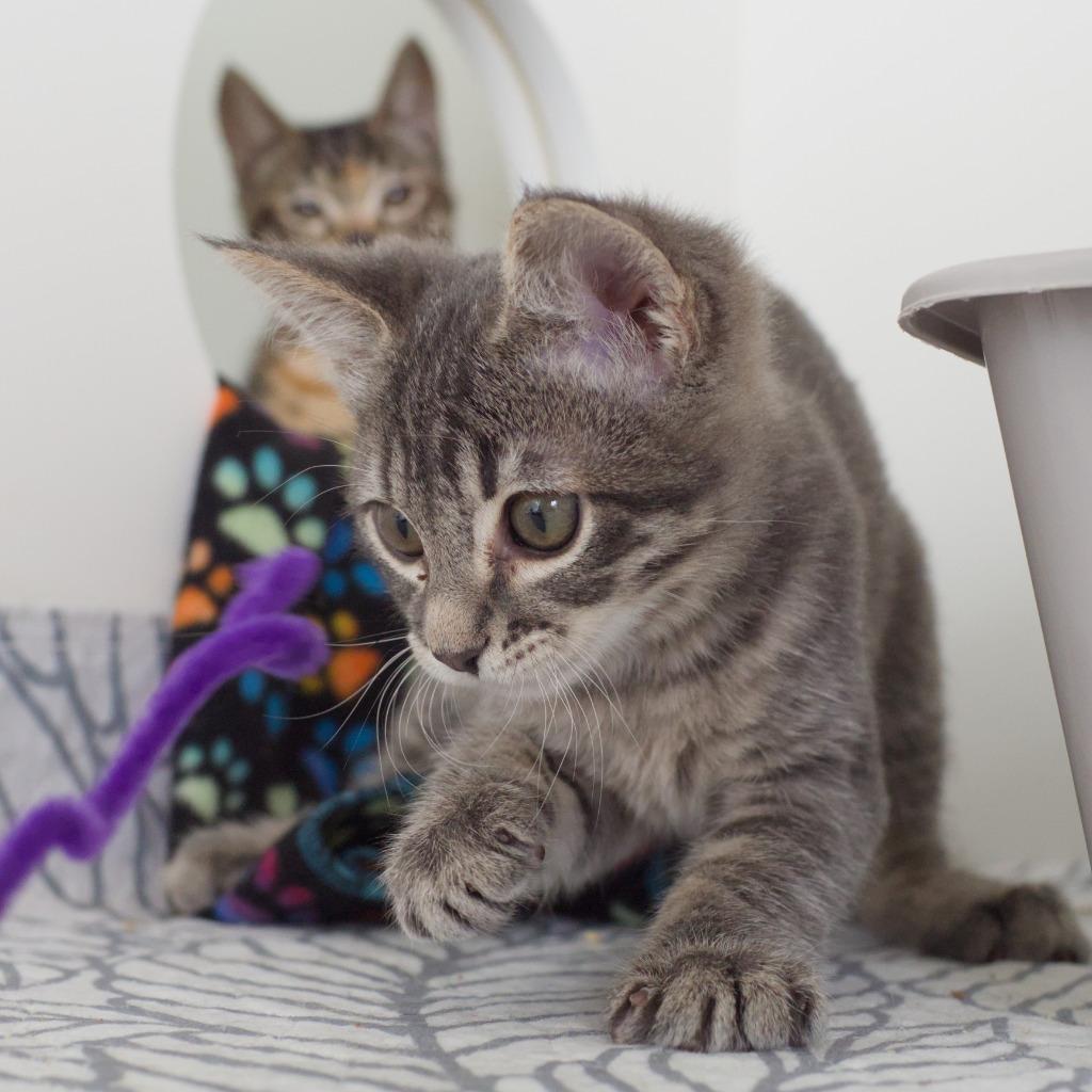 Stewie (and Missy), a Adoptable mixed breed in Shoreline, WA image 5/6