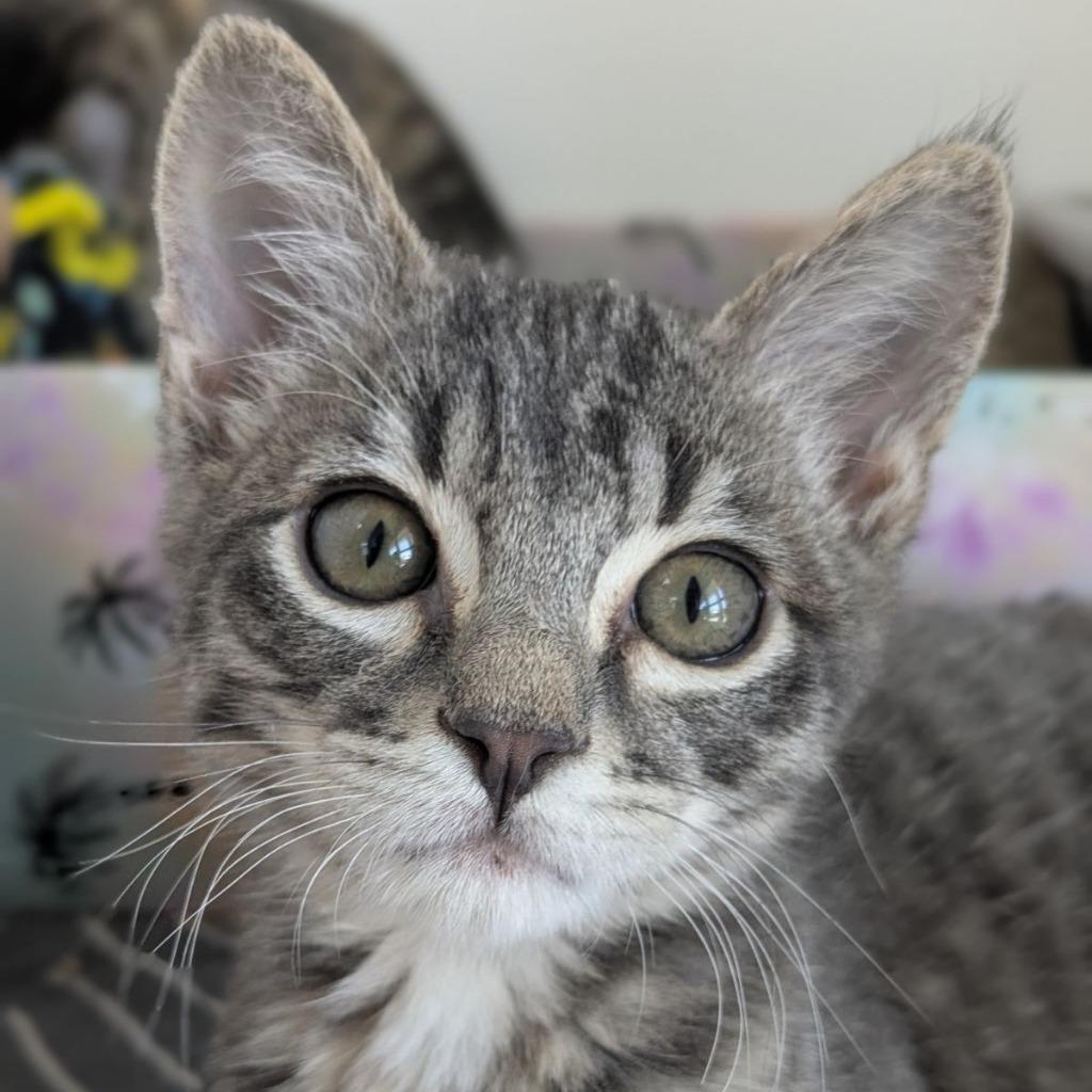 Stewie (and Missy), a Adoptable mixed breed in Shoreline, WA image 6/6