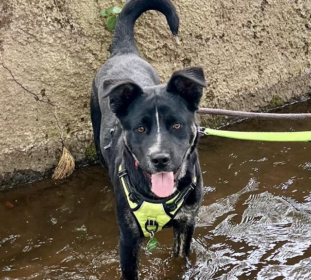 Enlarge SCRAMBLE, a Adoptable mixed breed in Auburn, CA image 1/1