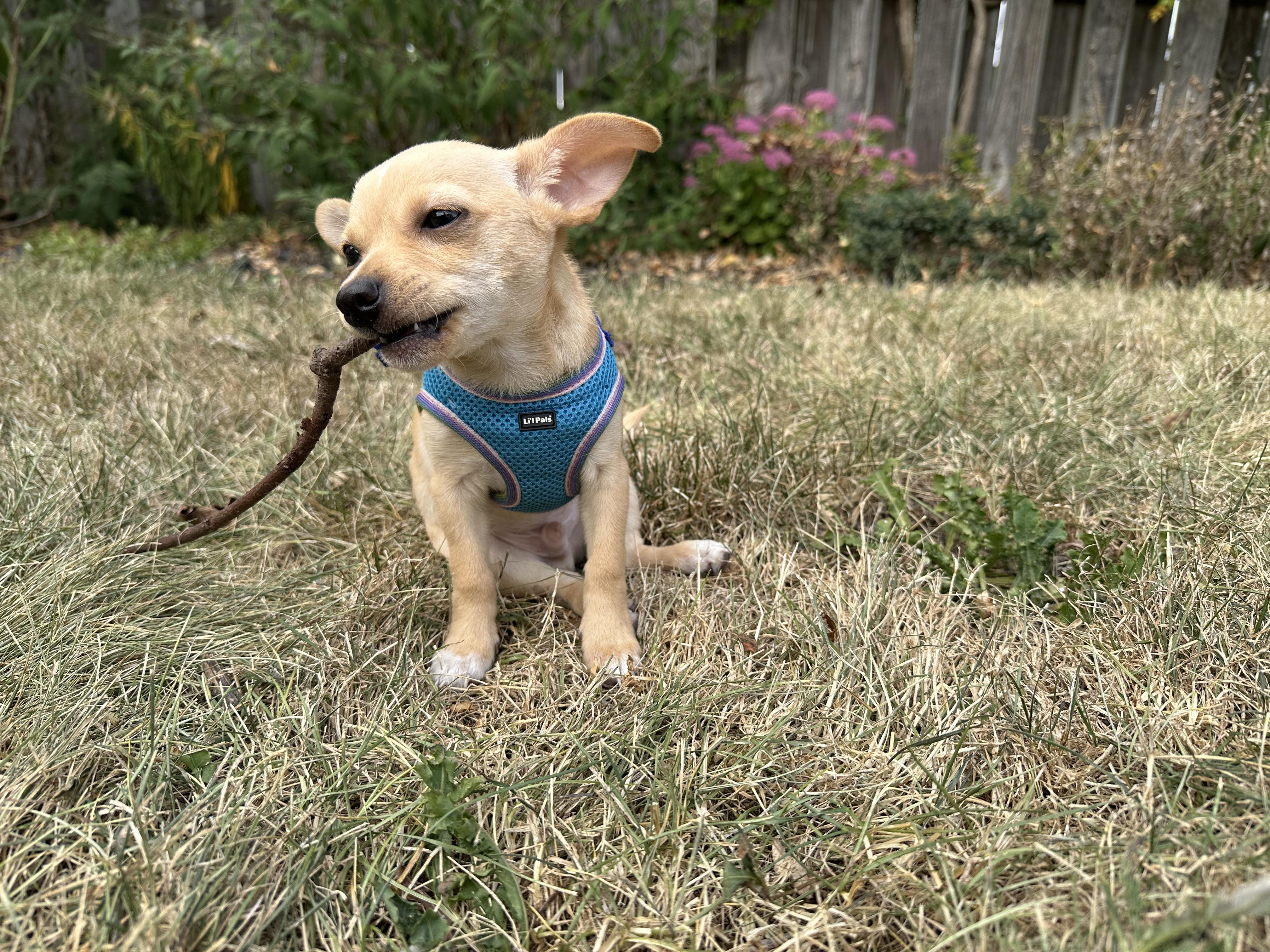 Enlarge Arthur, a Adopted mixed breed in Ottawa, OH image 1/6