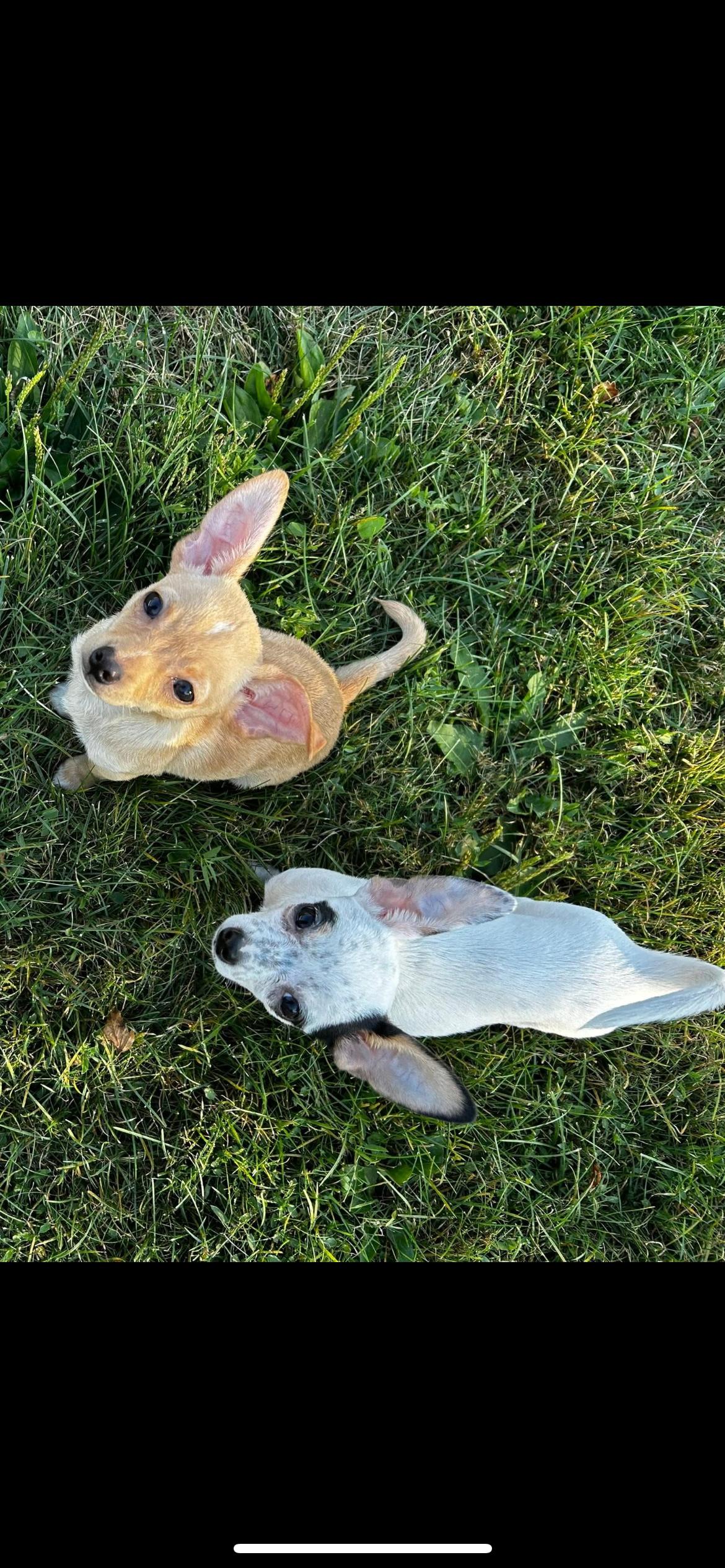 Enlarge Arthur, a Adopted mixed breed in Ottawa, OH image 3/6