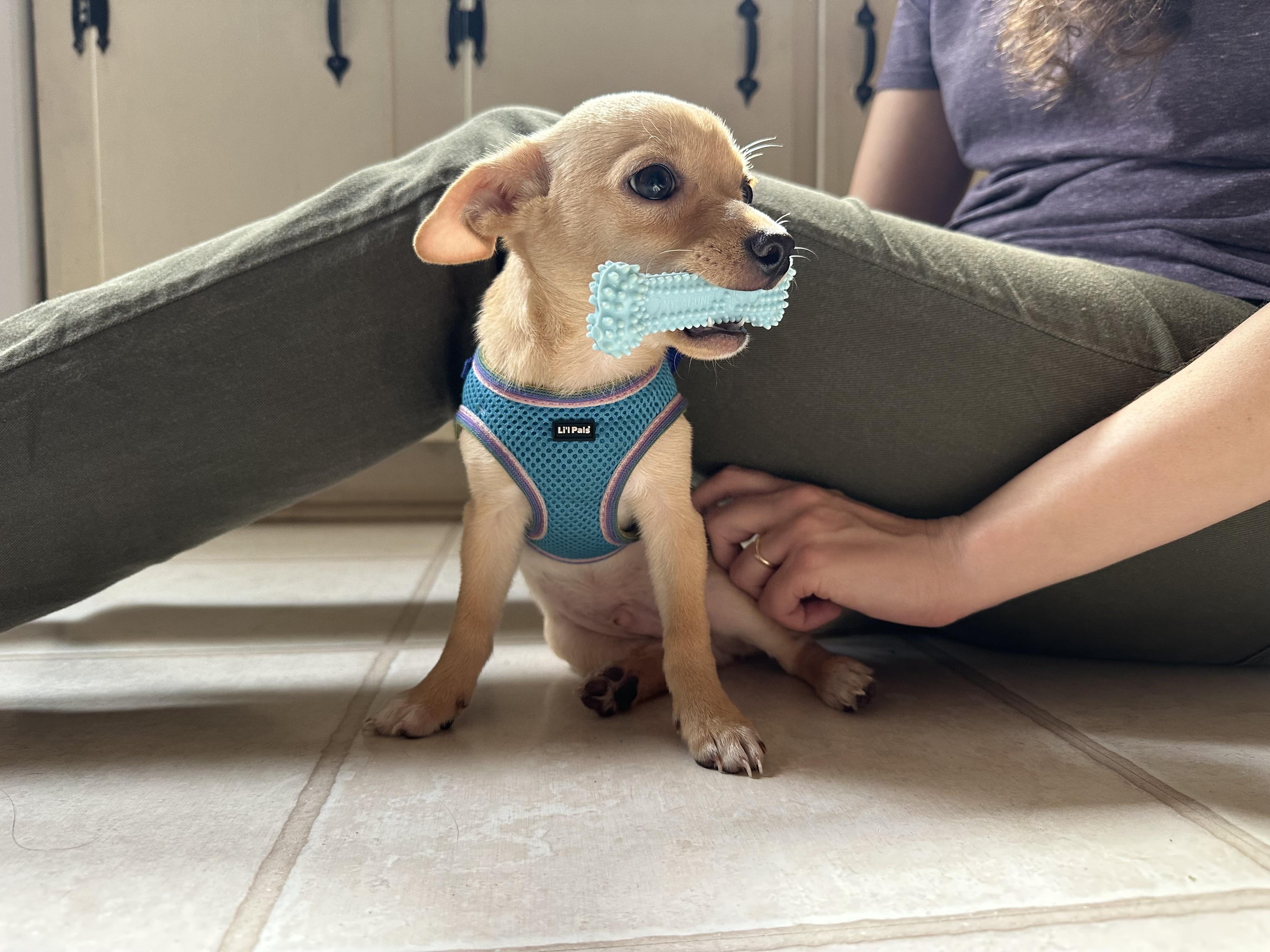 Enlarge Arthur, a Adopted mixed breed in Ottawa, OH image 5/6