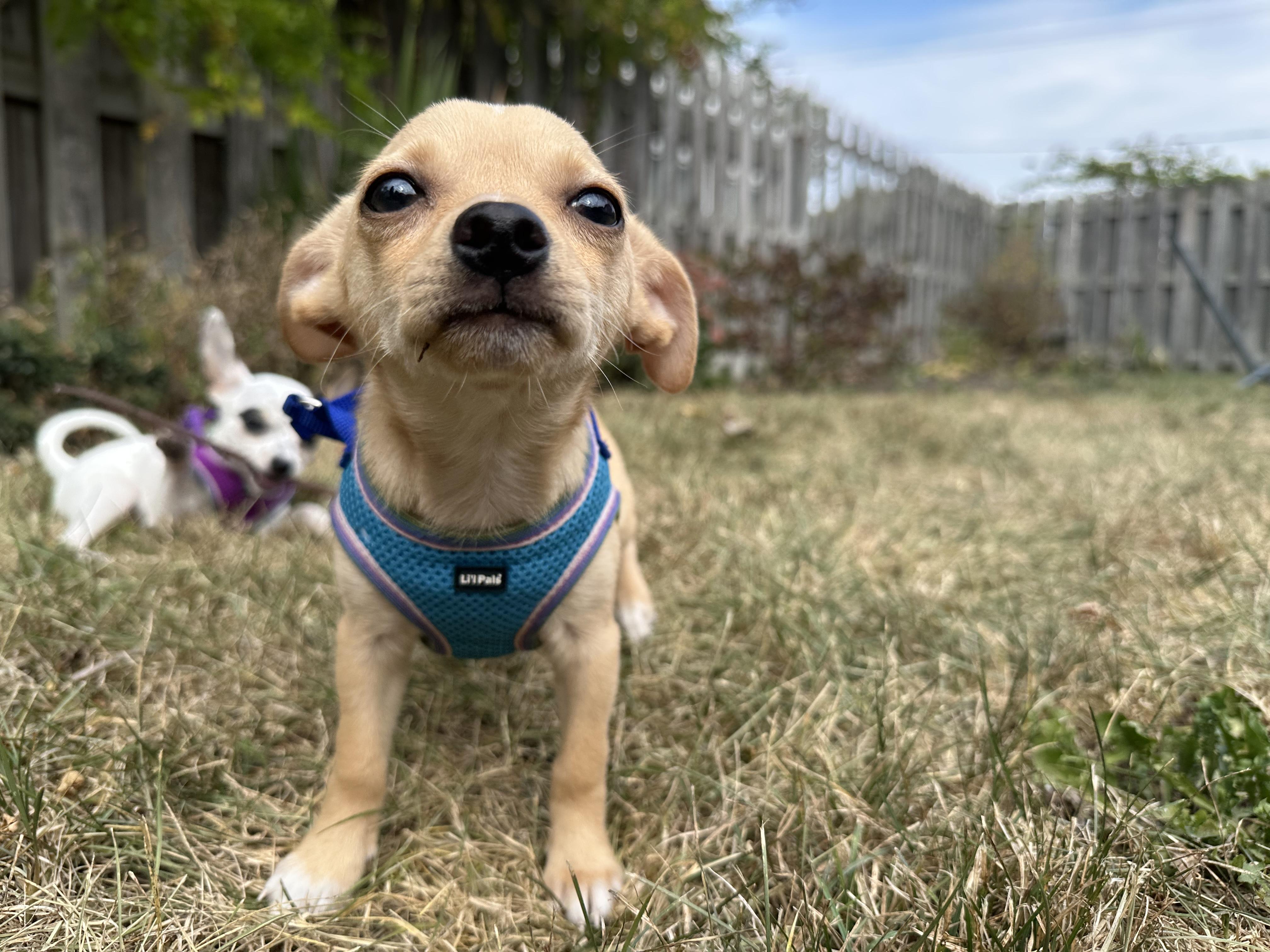 Enlarge Arthur, a Adopted mixed breed in Ottawa, OH image 6/6