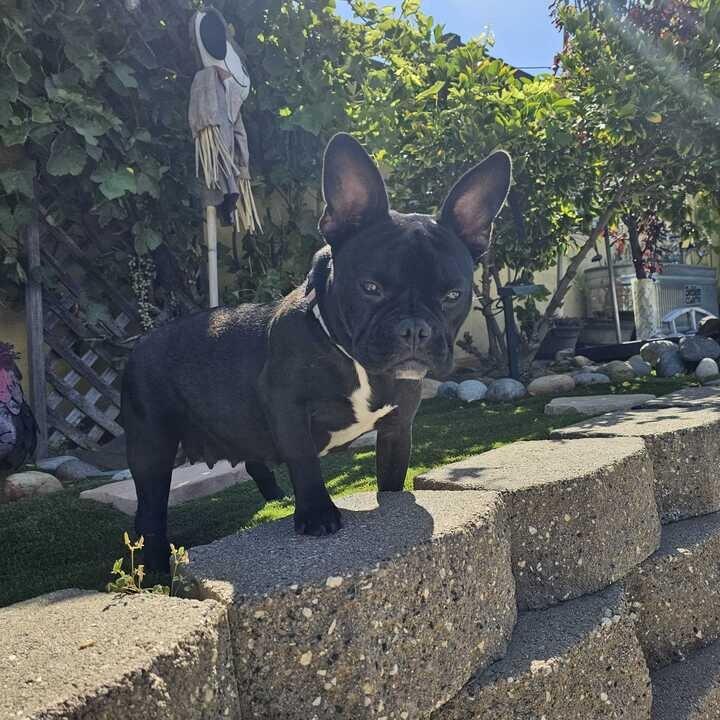 Francesca, Adoptable, Adult Female French Bulldog & American Bulldog.