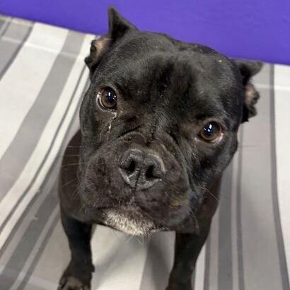 Enlarge Francesca, a Adoptable mixed breed in Turlock, CA image 2/6