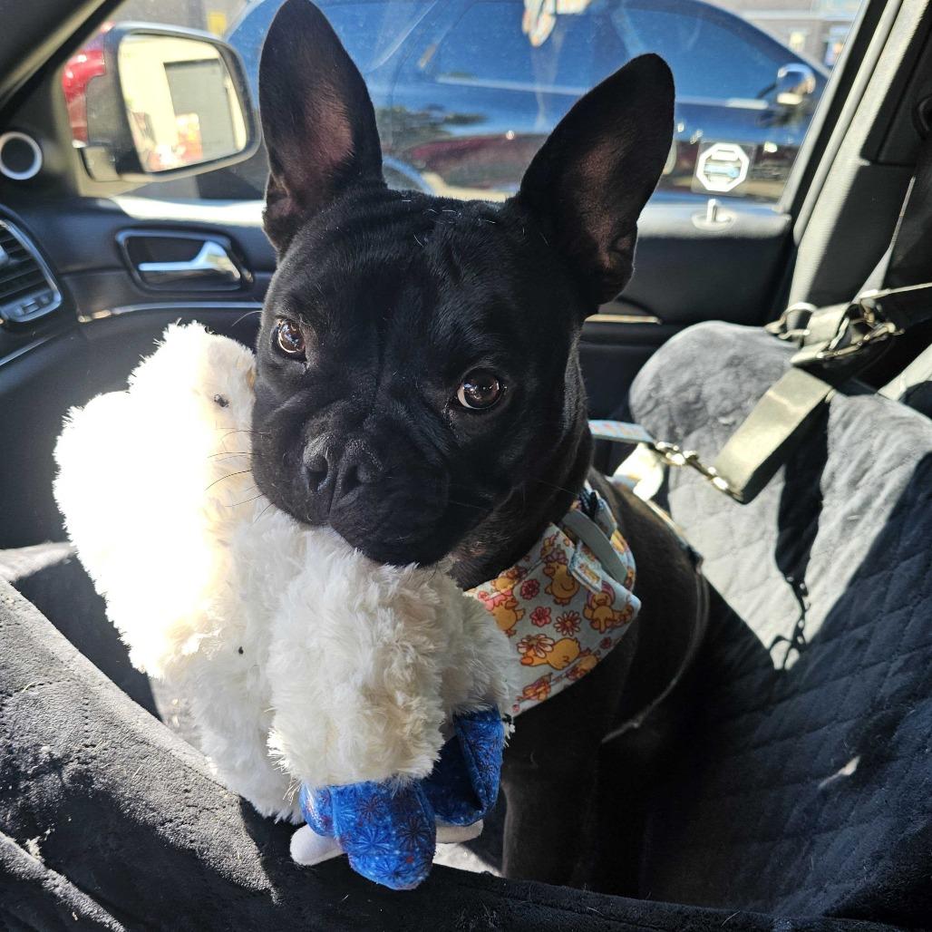Enlarge Francesca, a Adoptable mixed breed in Turlock, CA image 3/6