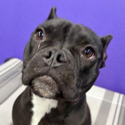 Enlarge Francesca, a Adoptable mixed breed in Turlock, CA image 4/6
