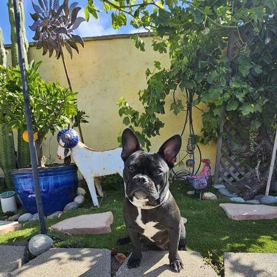 Enlarge Francesca, a Adoptable mixed breed in Turlock, CA image 5/6