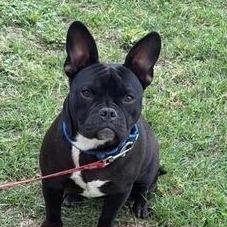 Enlarge Francesca, a Adoptable mixed breed in Turlock, CA image 6/6