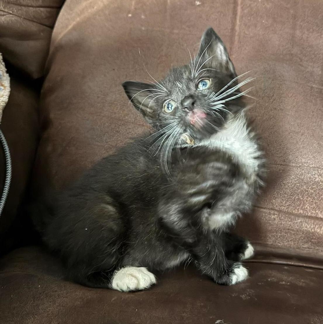 Enlarge Artie, a Adoptable Domestic Short Hair in Randolph, AL image 1/1