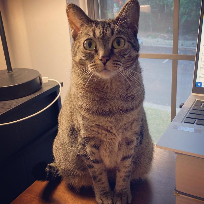 Lu- sweetheart looking for you - comes with cat tree, carrier, bed and toys, ADOPTABLE, Adult Female Tabby.