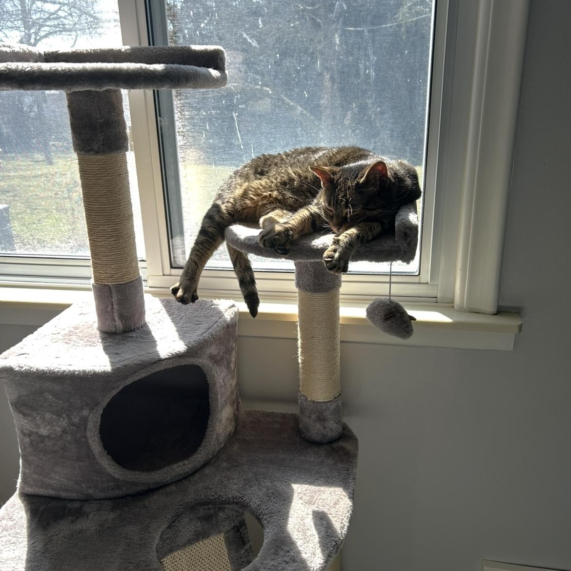 Enlarge Lu- sweetheart looking for you - comes with cat tree, carrier, bed and toys, a ADOPTABLE Tabby in Macomb, MI image 4/6