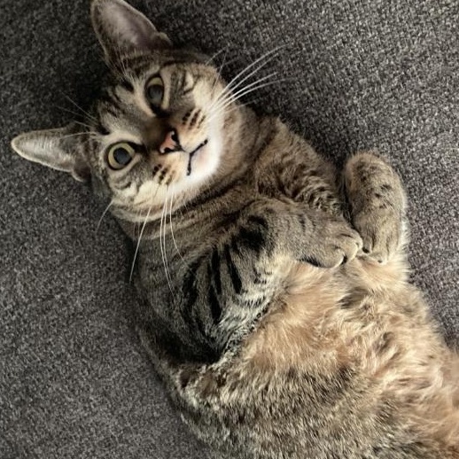 Enlarge Lu- sweetheart looking for you - comes with cat tree, carrier, bed and toys, a ADOPTABLE Tabby in Macomb, MI image 2/6