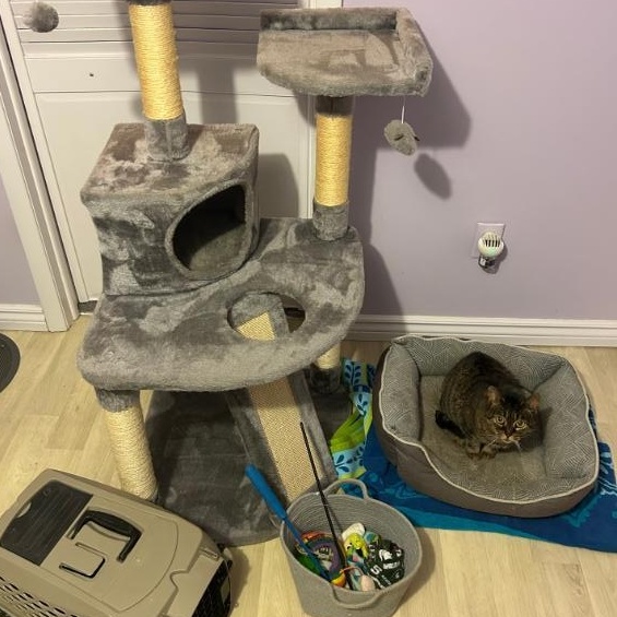 Enlarge Lu- sweetheart looking for you - comes with cat tree, carrier, bed and toys, a ADOPTABLE Tabby in Macomb, MI image 6/6