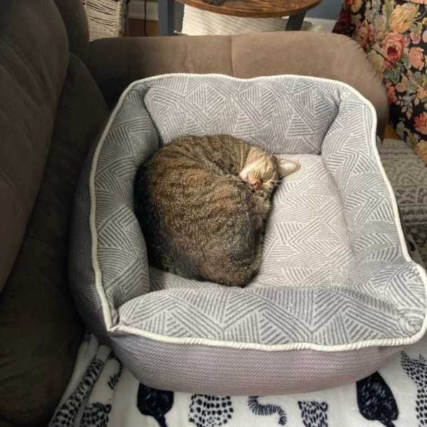 Enlarge Lu- sweetheart looking for you - comes with cat tree, carrier, bed and toys, a ADOPTABLE Tabby in Macomb, MI image 5/6