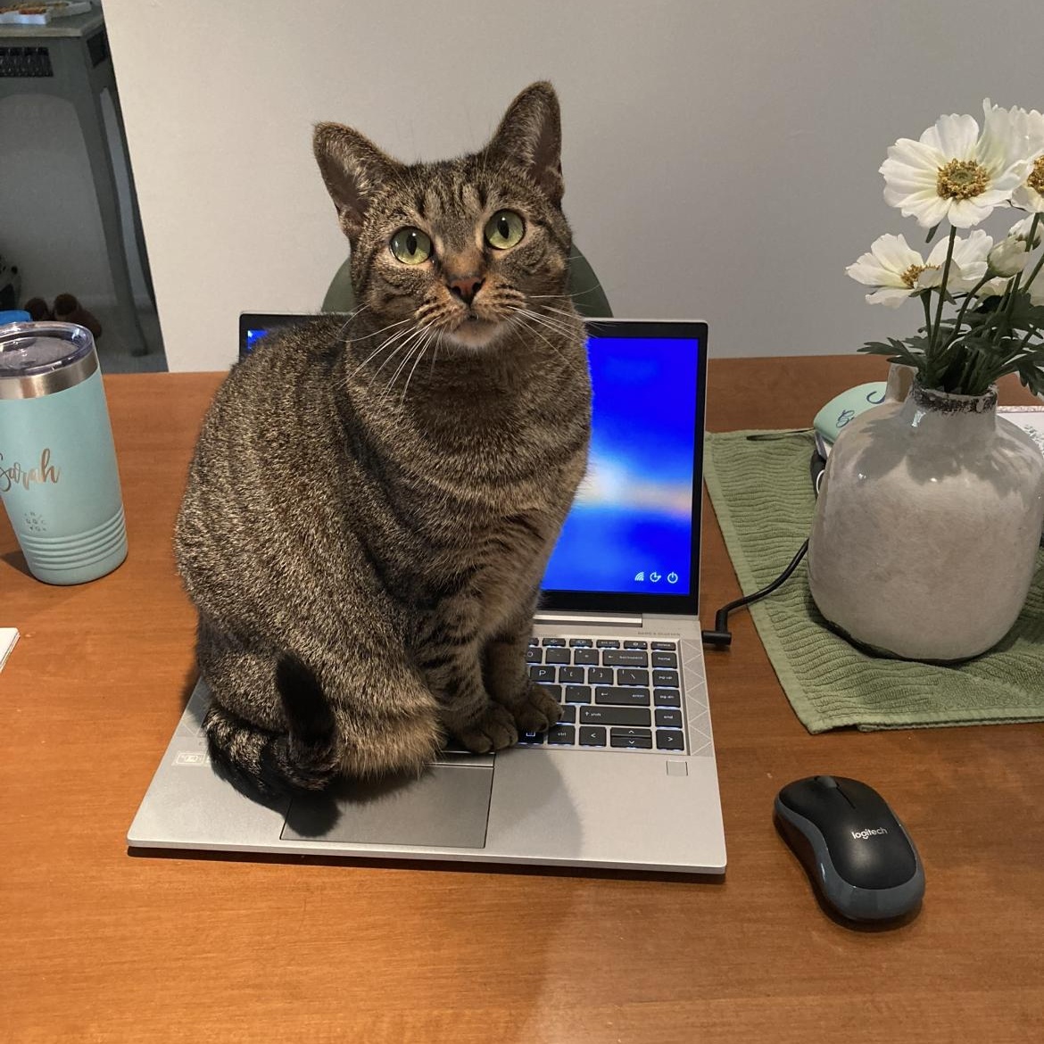 Enlarge Lu- sweetheart looking for you - comes with cat tree, carrier, bed and toys, a ADOPTABLE Tabby in Macomb, MI image 3/6
