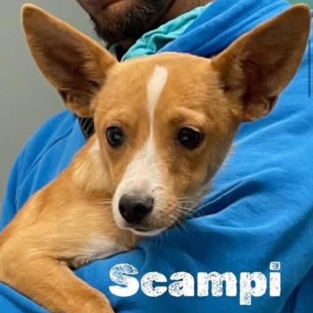 Scampi, Adoptable, Young Male Chihuahua & Greyhound.