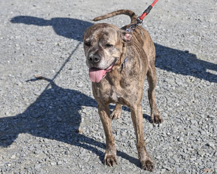 Enlarge TIGER, a Adoptable mixed breed in Chapel Hill, NC image 1/1