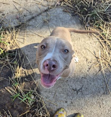 Dakota, adopted, Adult Female Pit Bull Terrier.