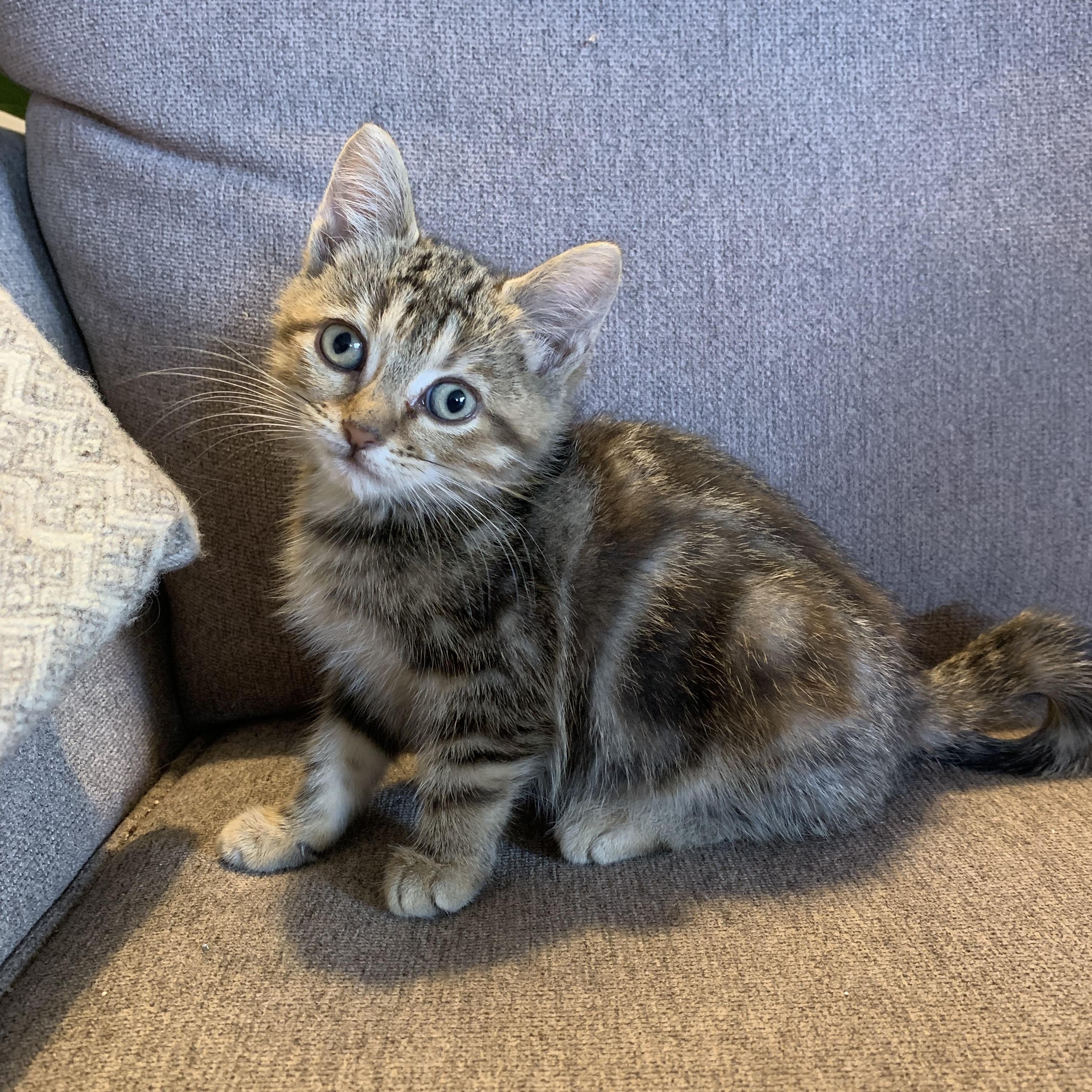 Cricket, Adoptable, Kitten Female Domestic Short Hair.