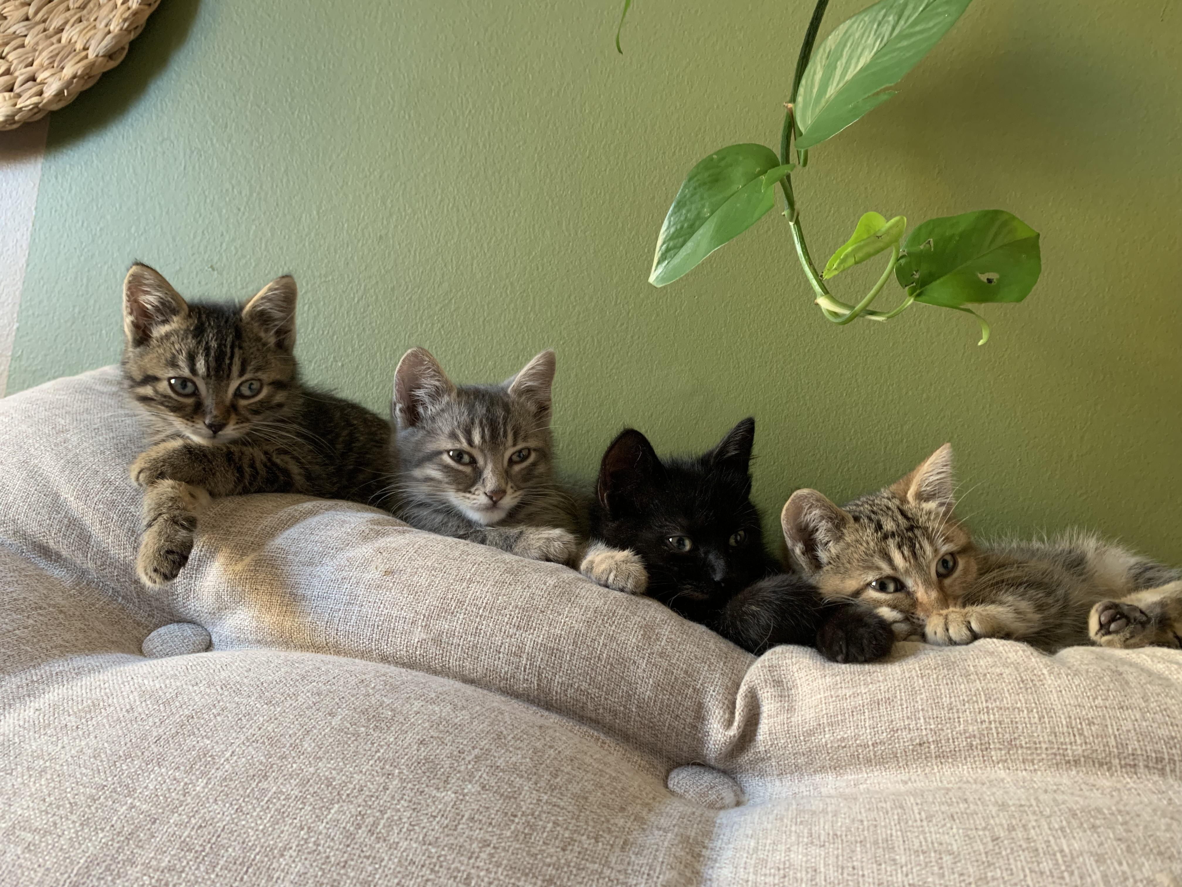 Enlarge Cricket, a Adoptable Domestic Short Hair in Wakefield, QC image 3/4
