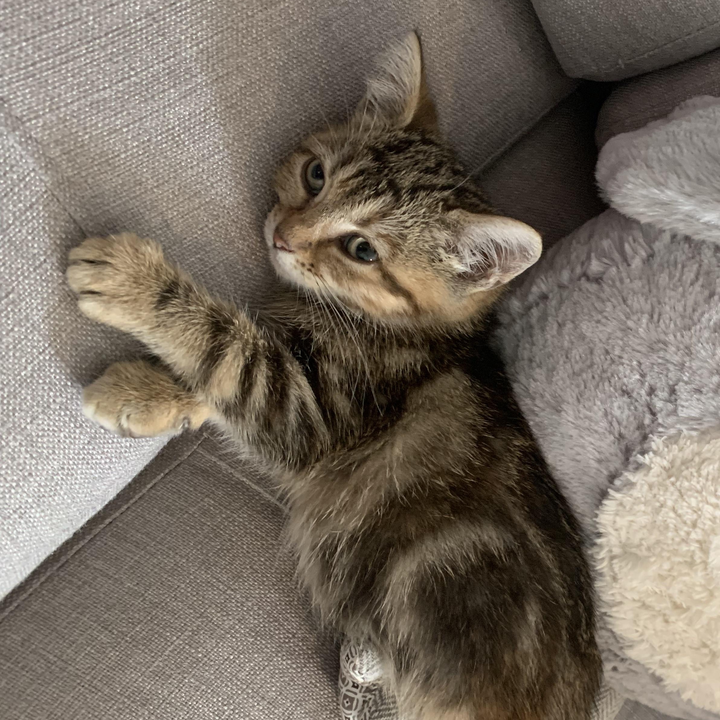Enlarge Cricket, a Adoptable Domestic Short Hair in Wakefield, QC image 2/4