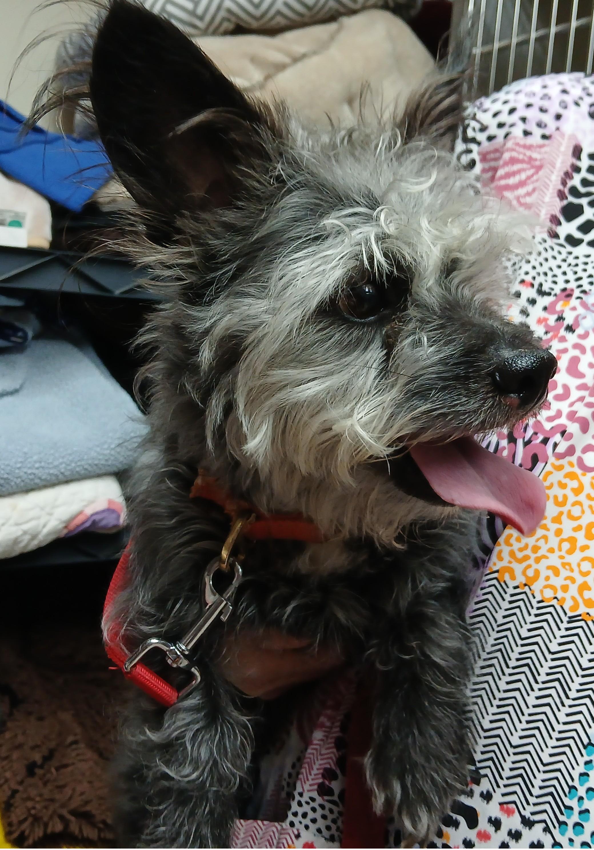 Toto, adopted, Adult Male Mixed Breed.