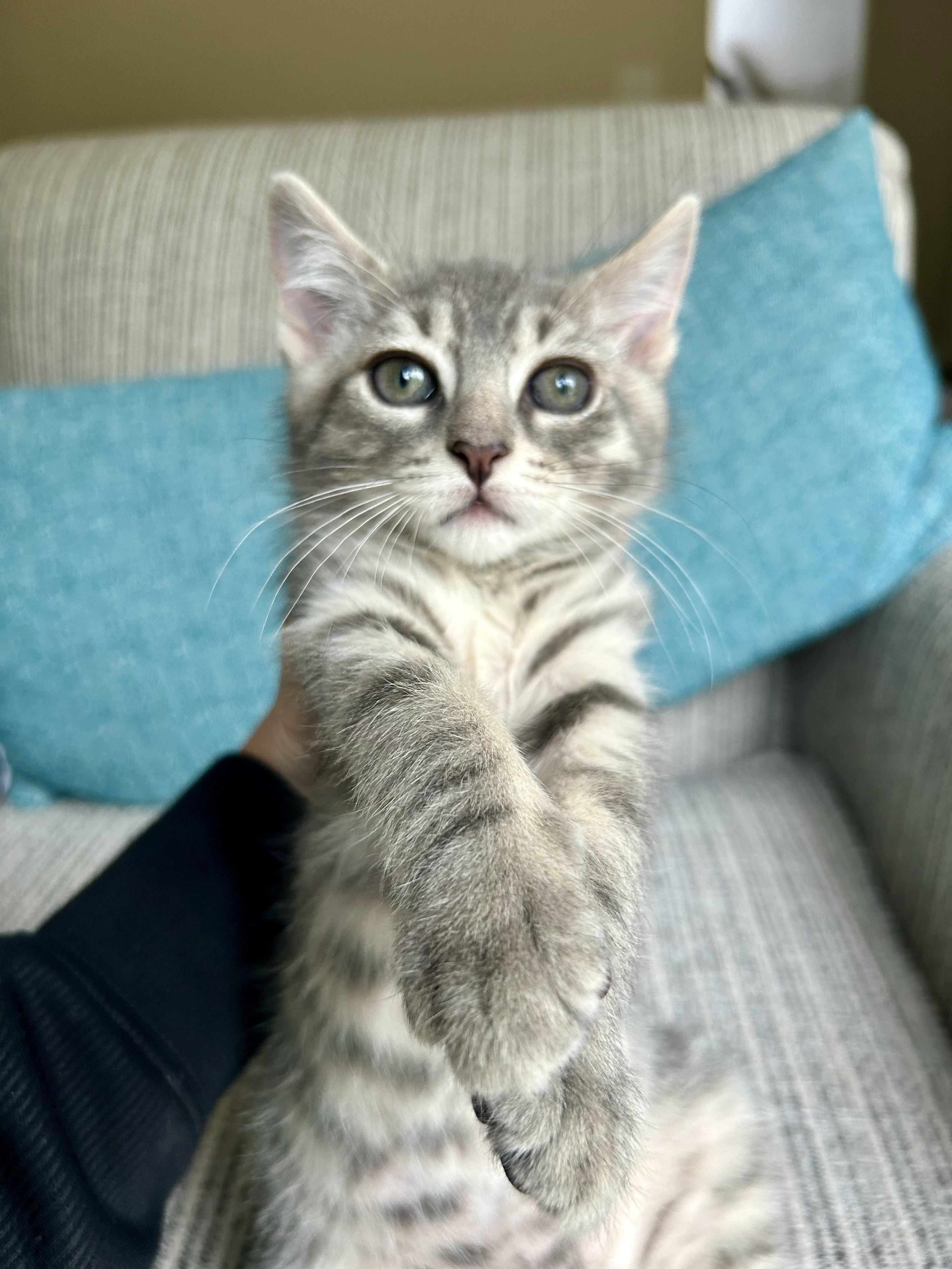 Pepper, Adoptable, Kitten Male Domestic Short Hair.
