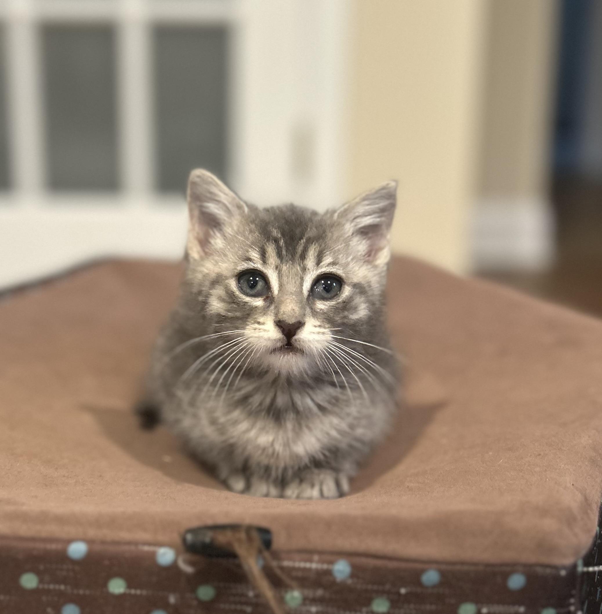 Enlarge Pepper, a Adoptable Domestic Short Hair in Westfield, NJ image 4/6