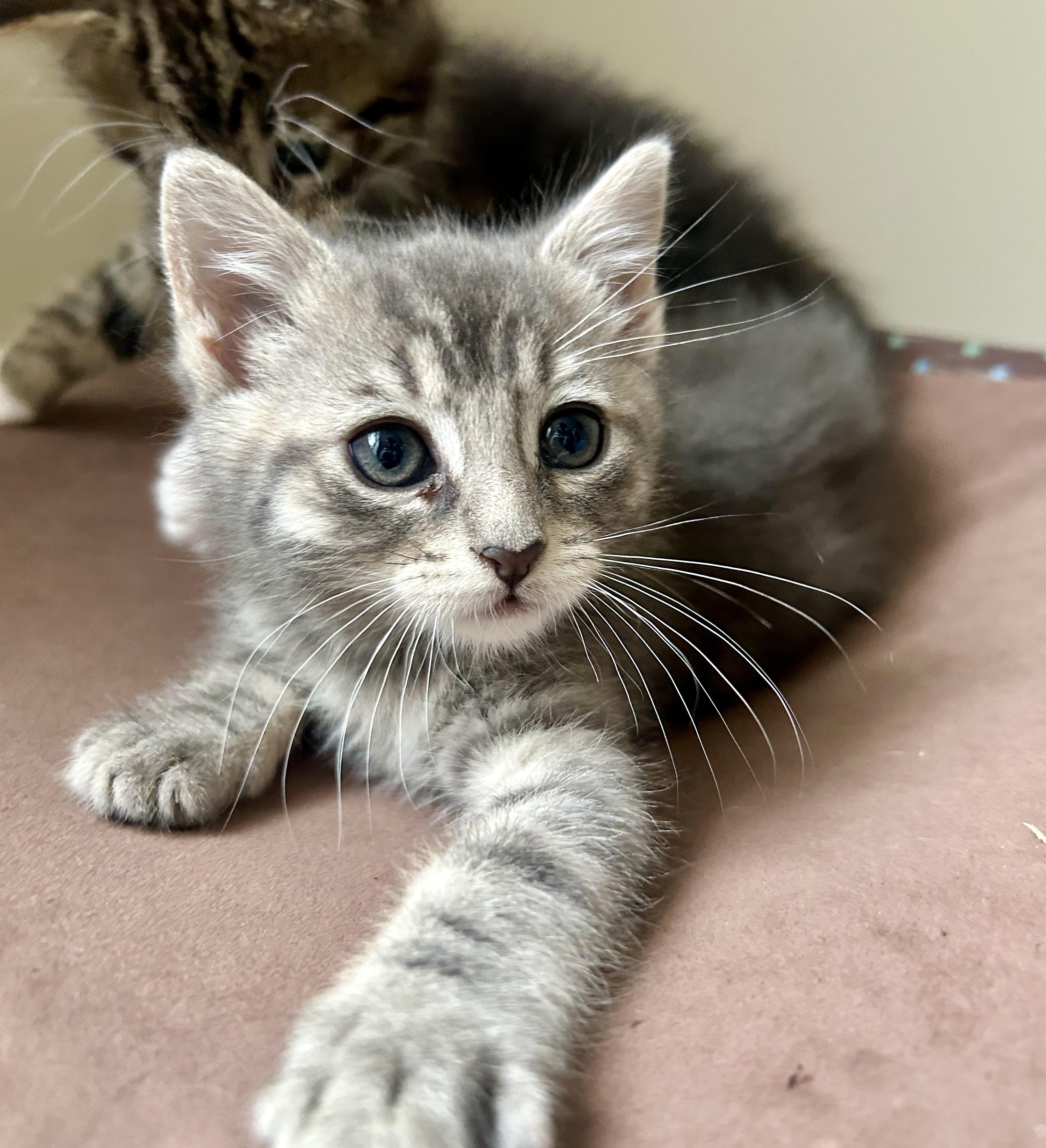 Enlarge Pepper, a Adoptable Domestic Short Hair in Westfield, NJ image 2/6