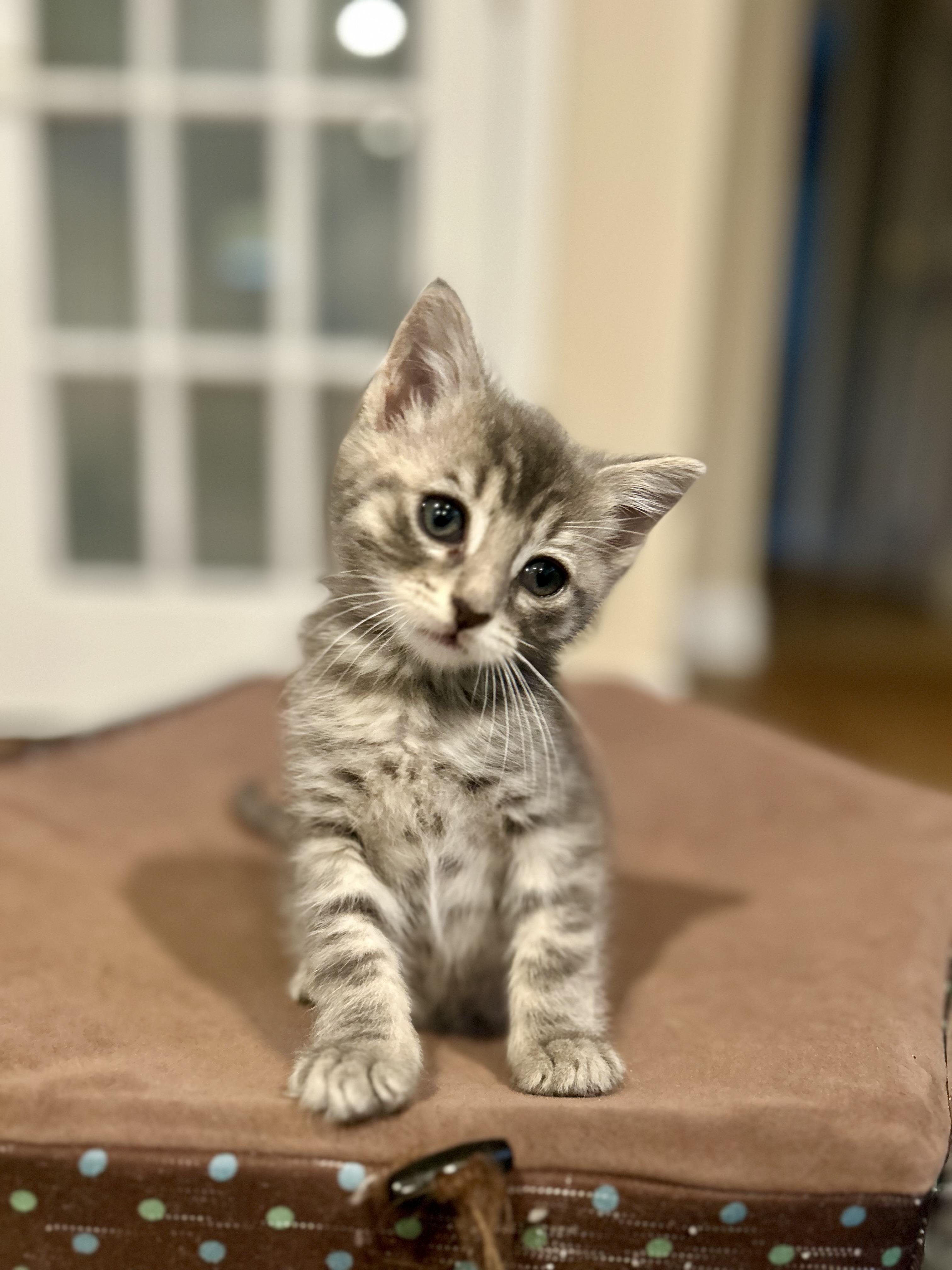 Enlarge Pepper, a Adoptable Domestic Short Hair in Westfield, NJ image 6/6