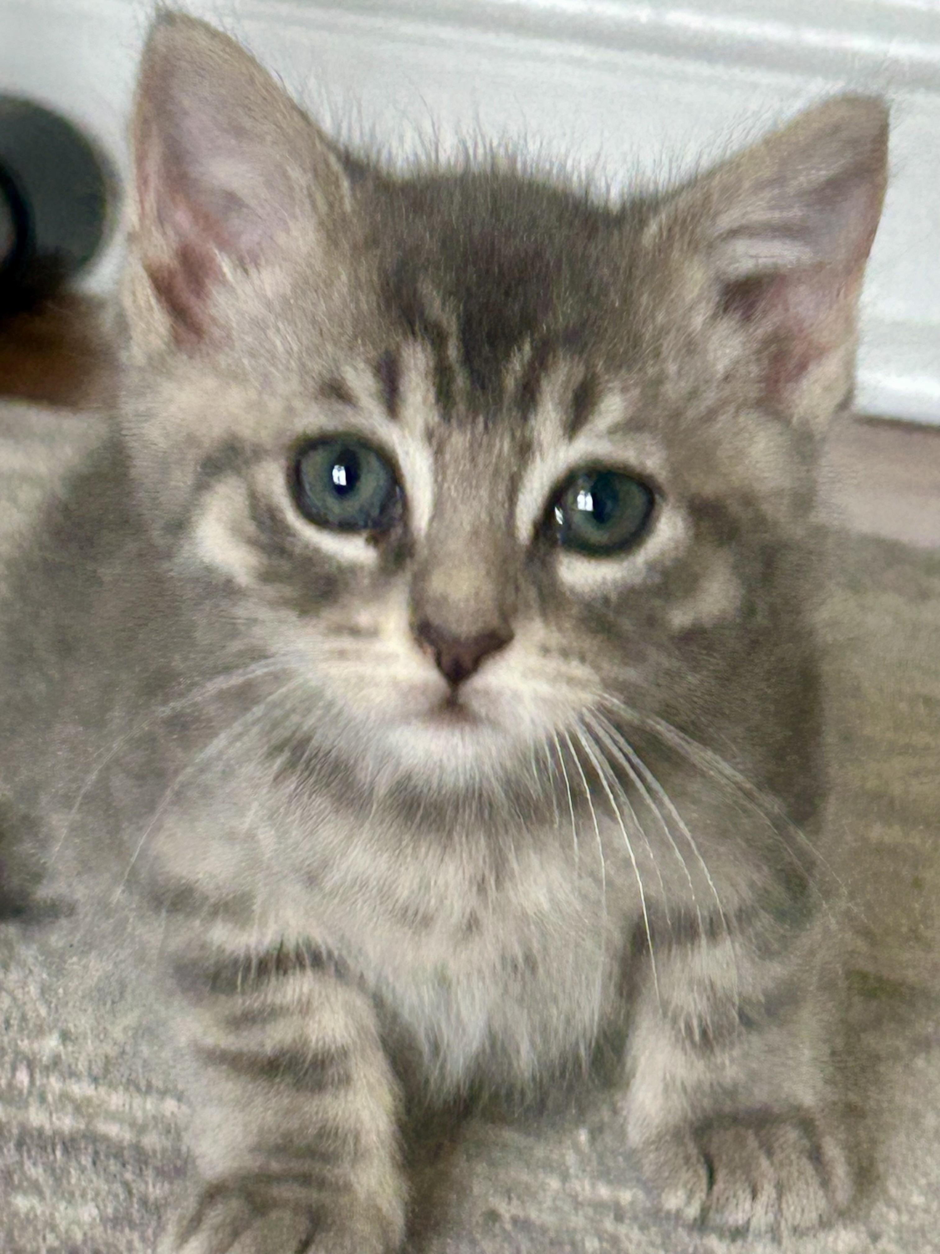 Pepper, Adoptable, Kitten Male Domestic Short Hair.