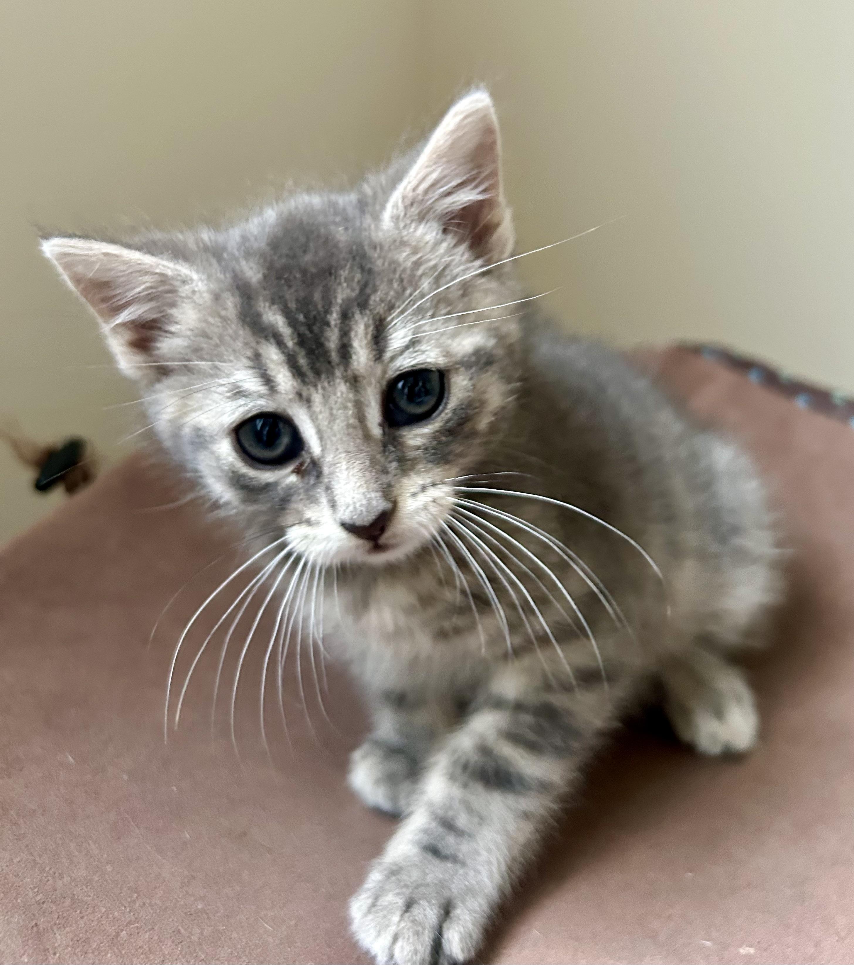 Enlarge Pepper, a Adoptable Domestic Short Hair in Westfield, NJ image 5/6