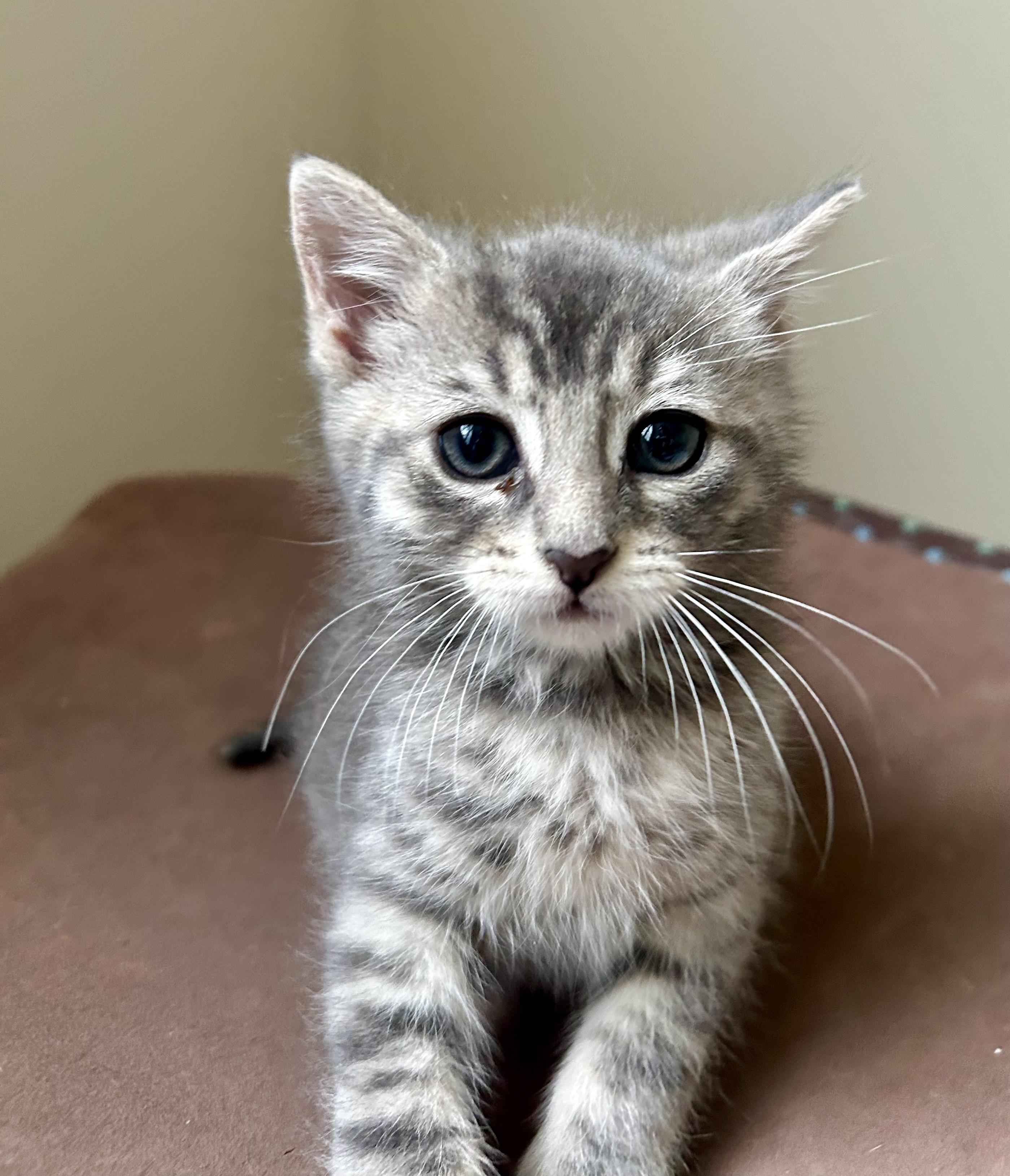 Enlarge Pepper, a Adoptable Domestic Short Hair in Westfield, NJ image 3/6