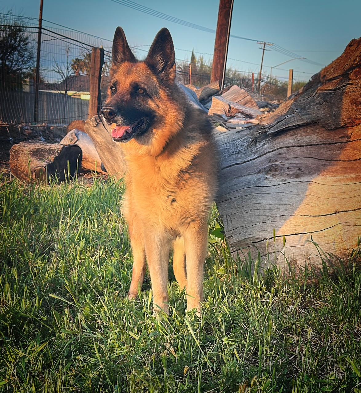 Puma, Adoptable, Senior Female German Shepherd Dog.