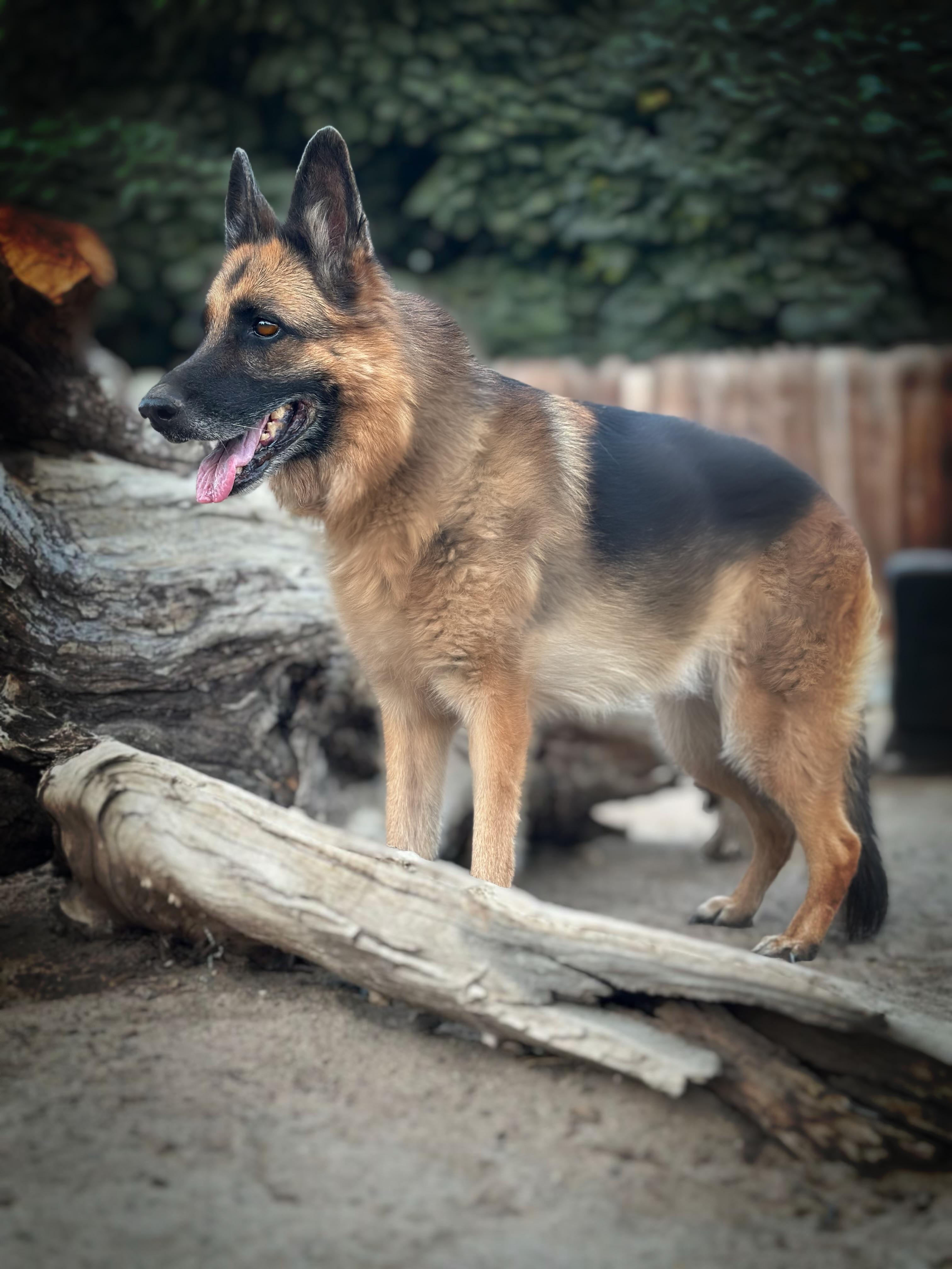 Enlarge Puma, a Adoptable German Shepherd Dog in Sherman Oaks, CA image 3/6