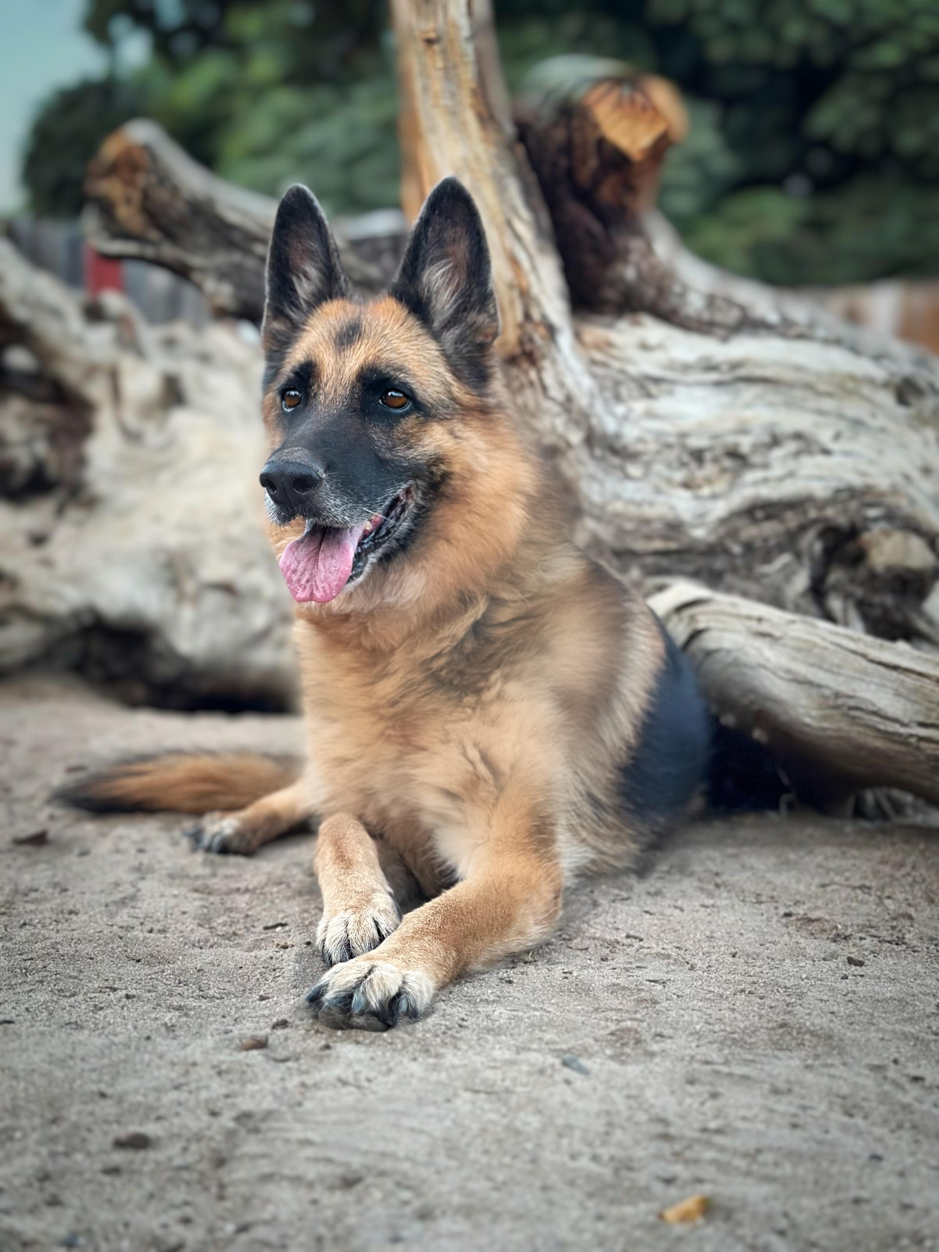 Enlarge Puma, a Adoptable German Shepherd Dog in Sherman Oaks, CA image 4/6