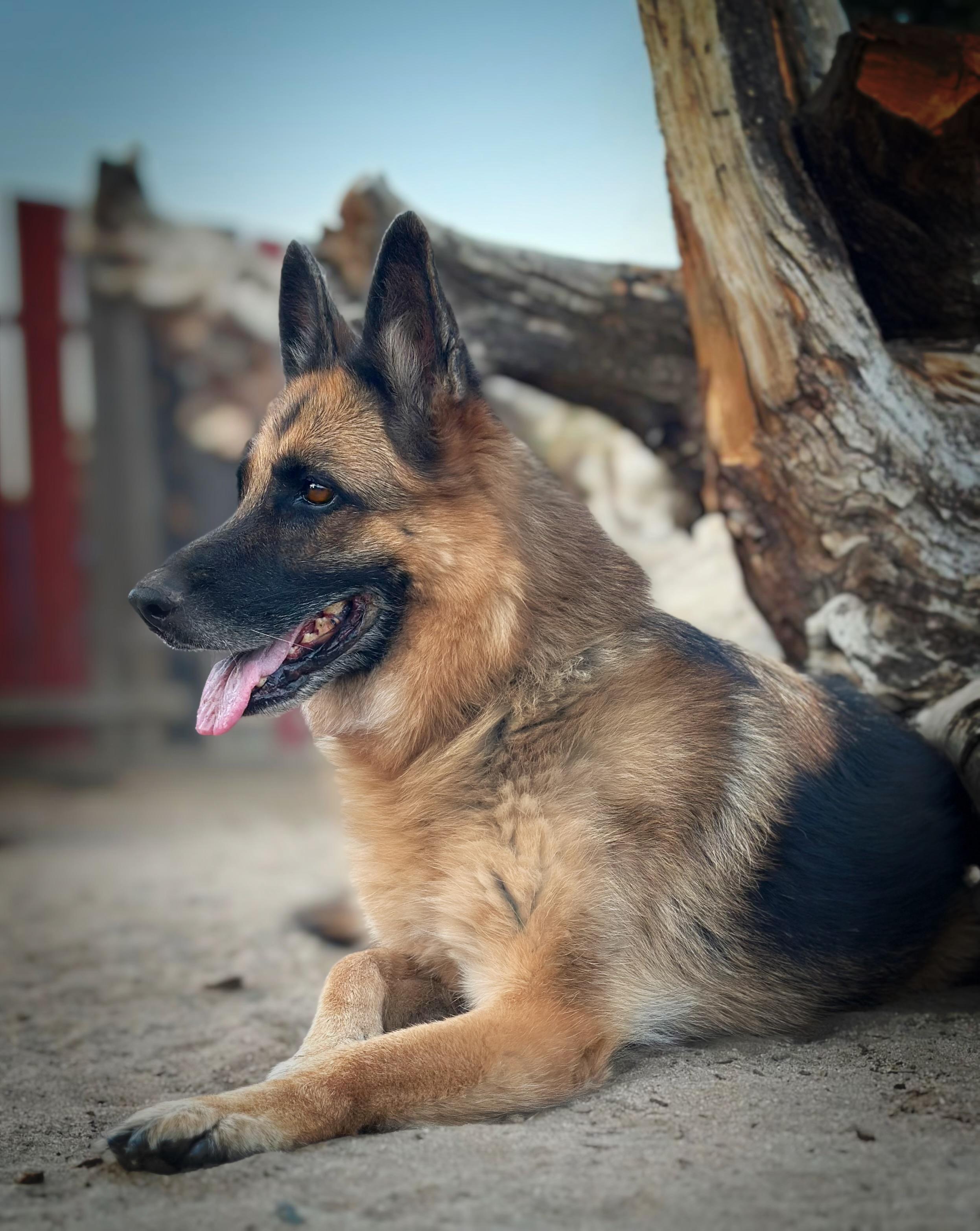 Enlarge Puma, a Adoptable German Shepherd Dog in Sherman Oaks, CA image 5/6