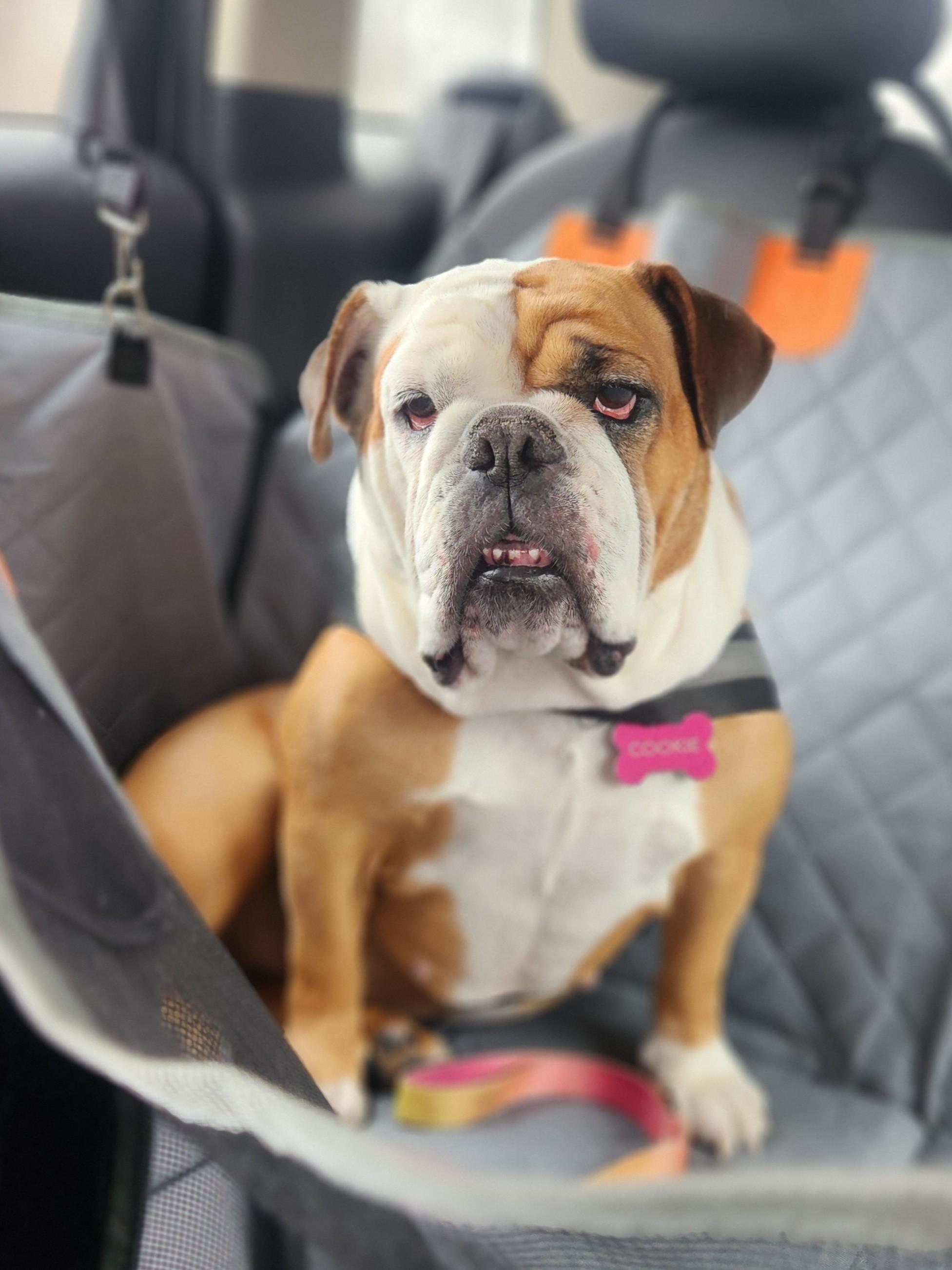 Enlarge Cookie, a ADOPTABLE English Bulldog in Belmar, NJ image 4/4