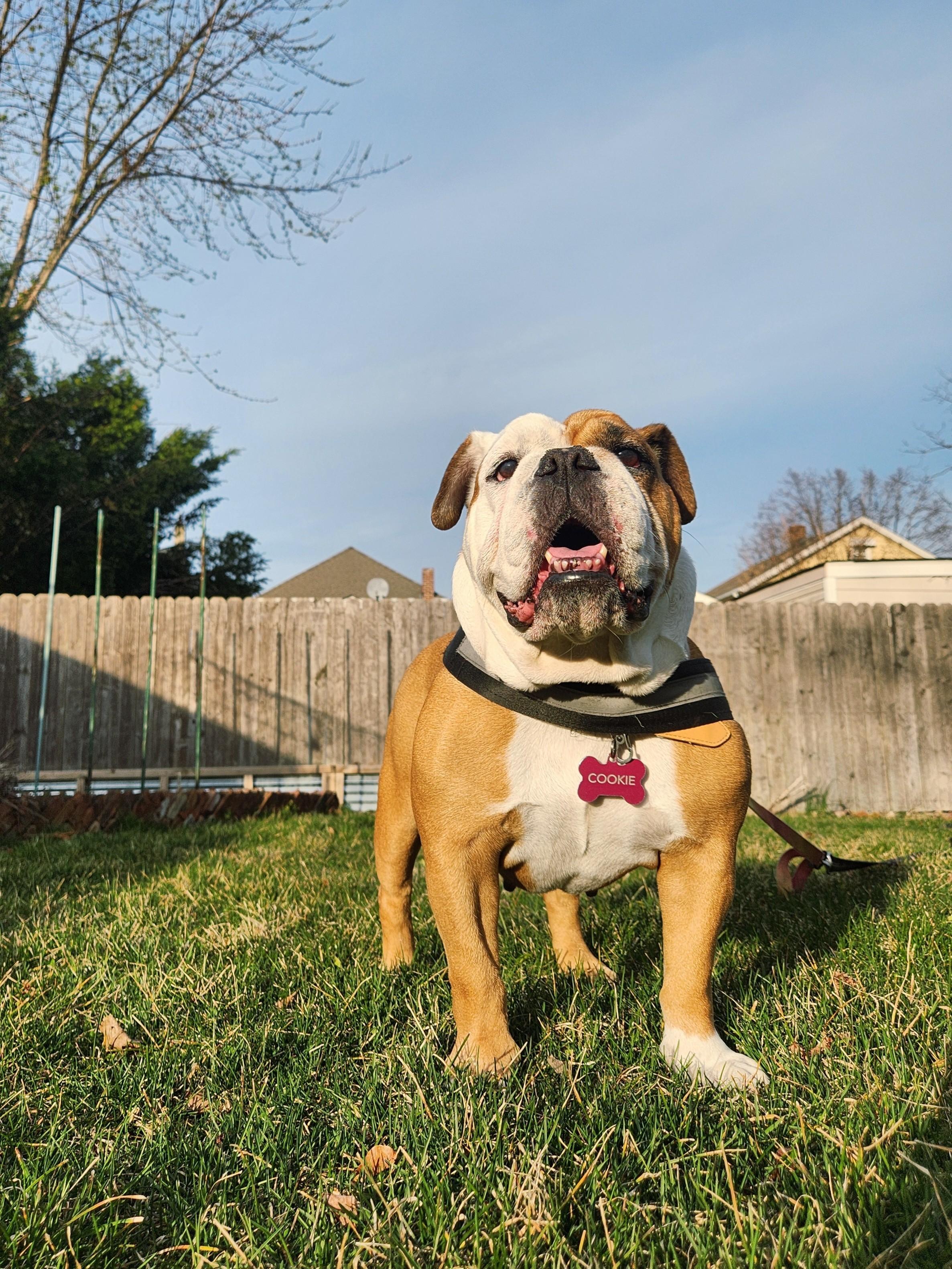Enlarge Cookie, a ADOPTABLE English Bulldog in Belmar, NJ image 2/4