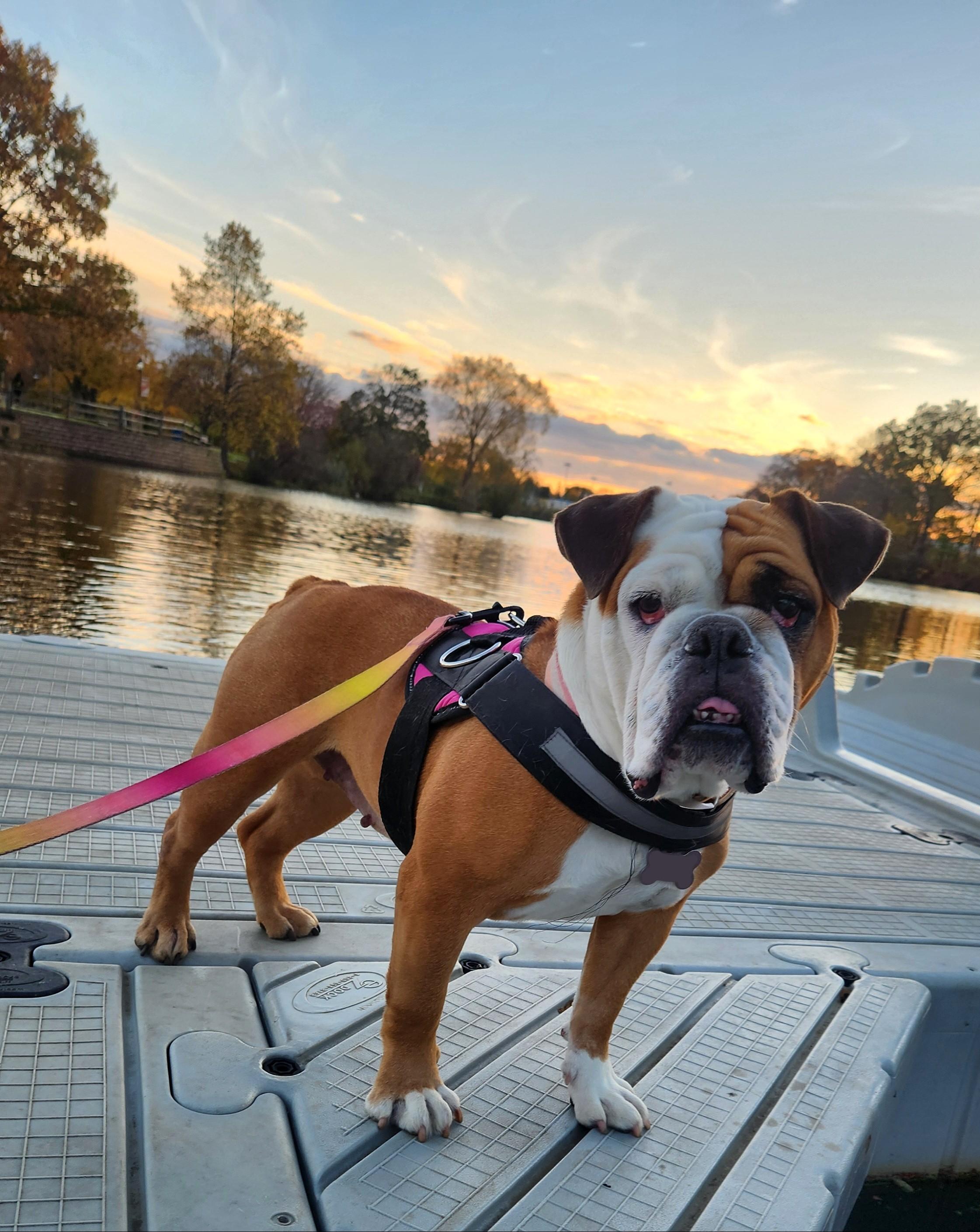 Enlarge Cookie, a ADOPTABLE English Bulldog in Belmar, NJ image 3/4