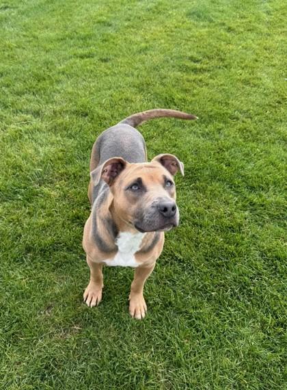Enlarge Pua, a Adoptable mixed breed in Missoula, MT image 2/3