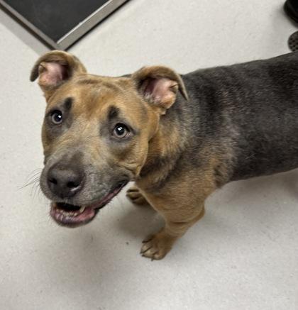Enlarge Pua, a Adoptable mixed breed in Missoula, MT image 3/3
