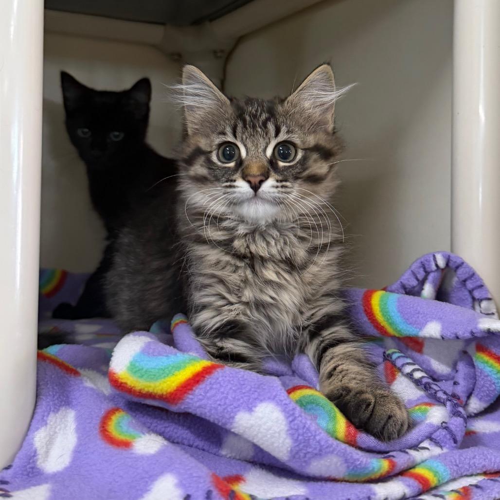 Fish Stick, Adoptable, Kitten Female Domestic Medium Hair.