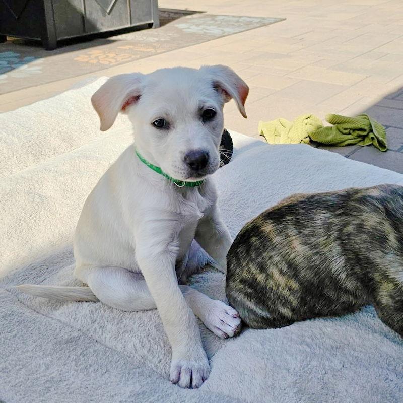 Enlarge Jasmine, a Adopted mixed breed in San Juan Capistrano, CA image 2/3