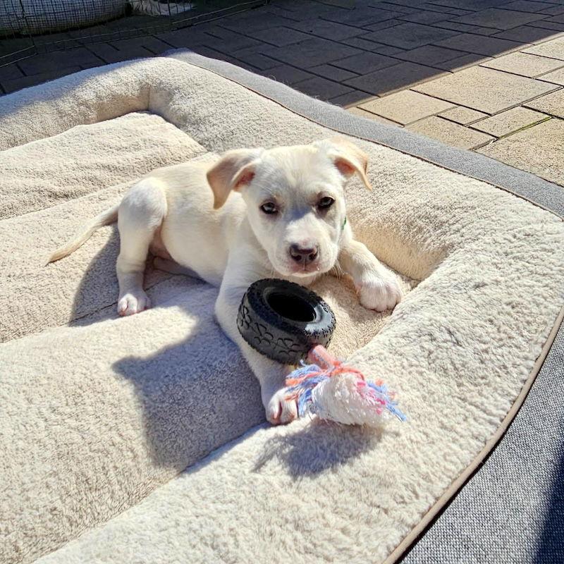 Enlarge Jasmine, a Adopted mixed breed in San Juan Capistrano, CA image 3/3