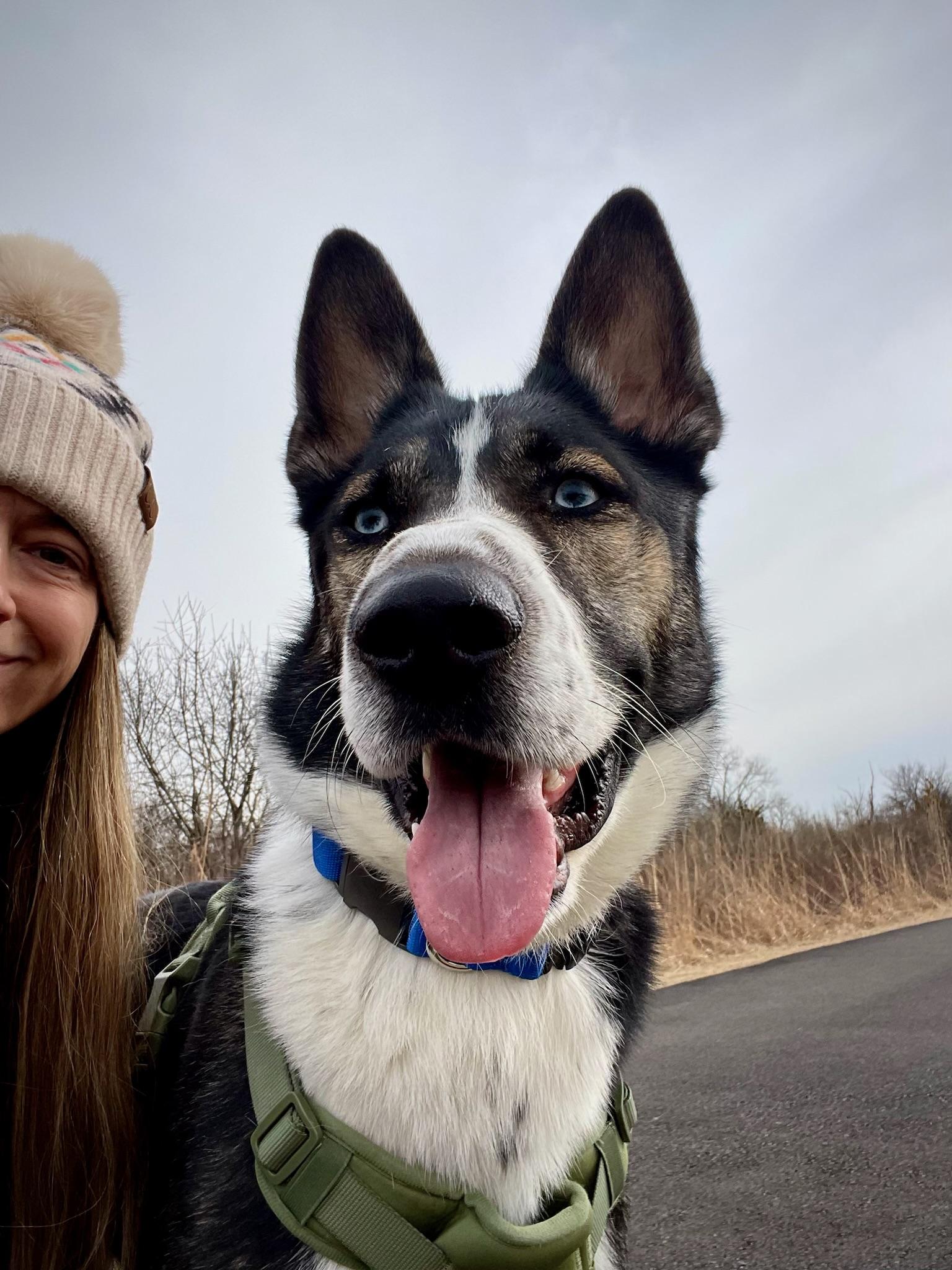 Enlarge Blue, a Adoptable mixed breed in Green Bay , WI image 5/6