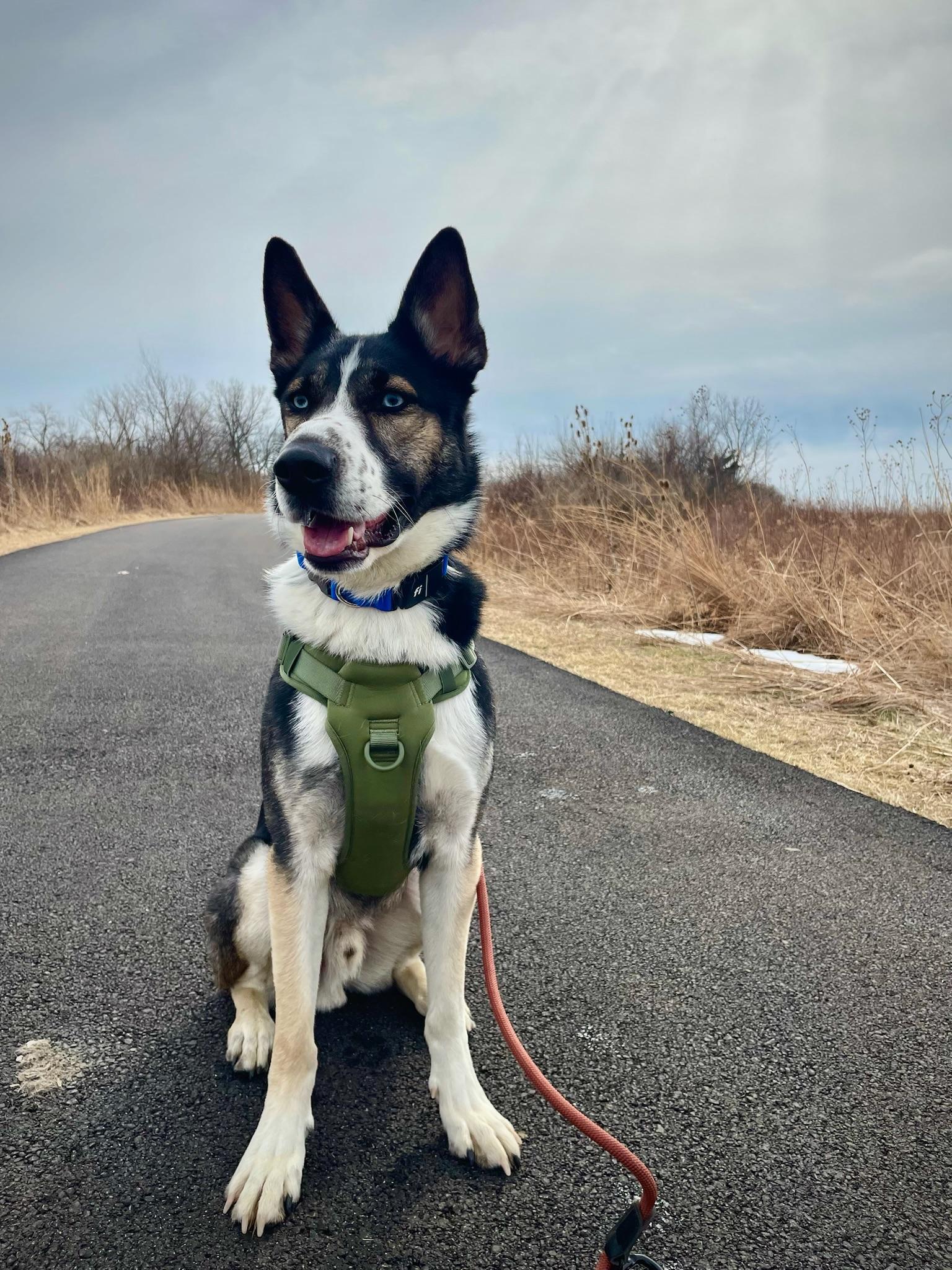 Enlarge Blue, a Adoptable mixed breed in Green Bay , WI image 3/6
