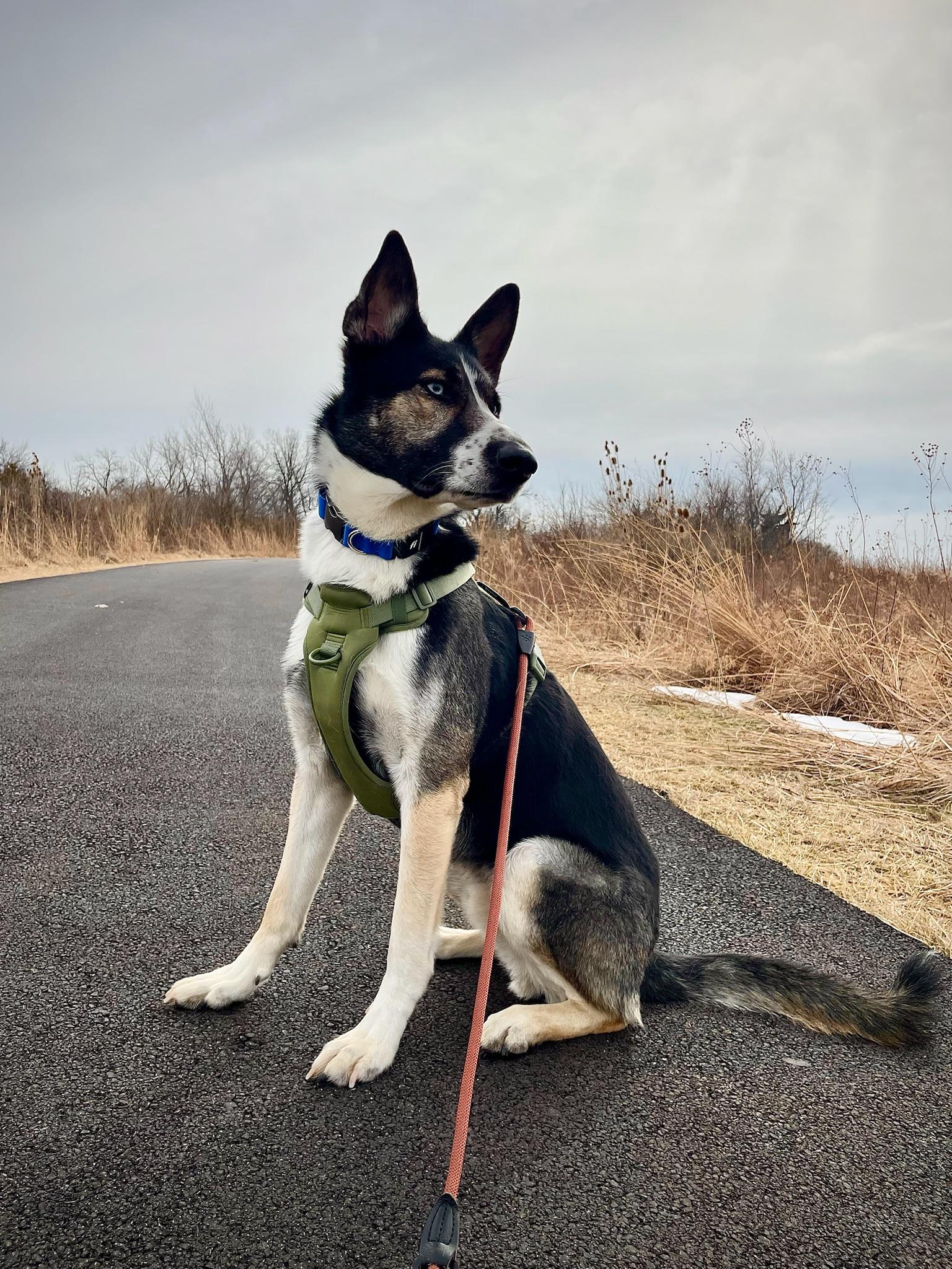 Enlarge Blue, a Adoptable mixed breed in Green Bay , WI image 6/6